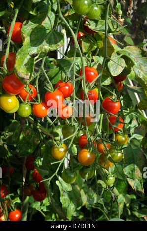 Coltivate in serra dolce milioni di F1 di pomodori ciliegini. Foto Stock