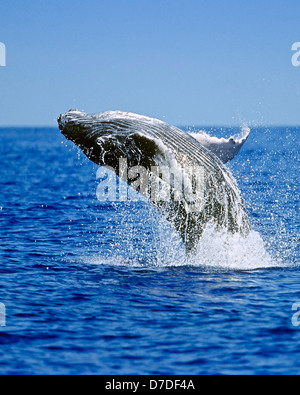 Humpback Whale violare, Megaptera novaeangliae, Hawaii, STATI UNITI D'AMERICA Foto Stock