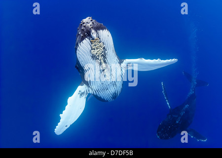 Humpback Whale, Megaptera novaeangliae, Hawaii, STATI UNITI D'AMERICA Foto Stock
