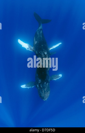 Coppia di Humpback Whale, Megaptera novaeangliae, Hawaii, STATI UNITI D'AMERICA Foto Stock