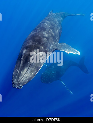 Coppia di Humpback Whale, Megaptera novaeangliae, Hawaii, STATI UNITI D'AMERICA Foto Stock