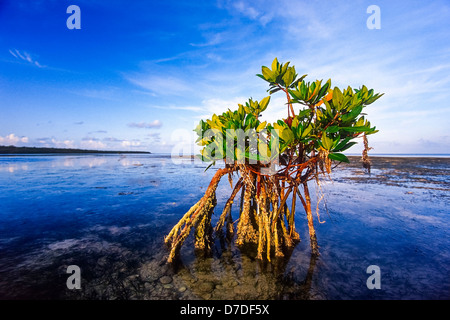 Mangrovia rossa, Rhizophora mangle, Florida, Biscayne National Park, STATI UNITI D'AMERICA Foto Stock