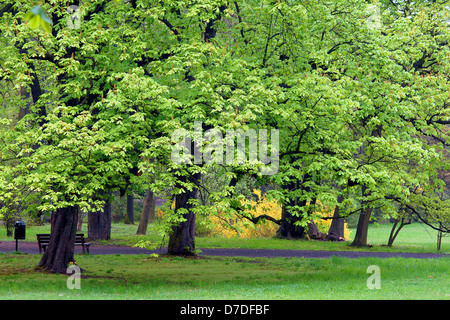 Ippocastani germogliare in primavera Aesculus hippocastanum Foto Stock