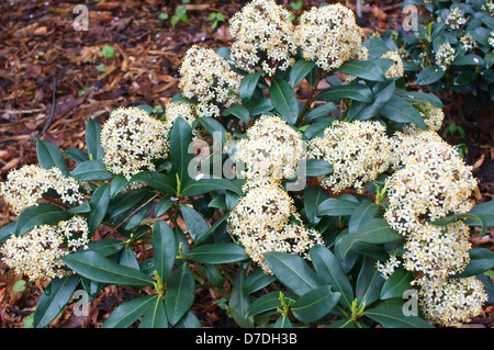 Skimmia japonica sbocciano i fiori di primavera Foto Stock