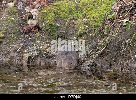 Acqua Vole - Arvicola terrestris accanto a un flusso. Molla. Regno Unito Foto Stock