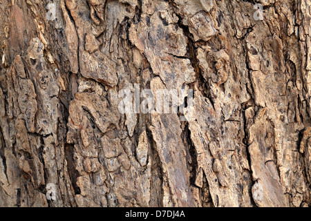 Vista macro di corteccia di albero di olivo Foto Stock