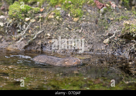 Acqua Vole - Arvicola terrestris nuota nel flusso. Molla. Regno Unito Foto Stock