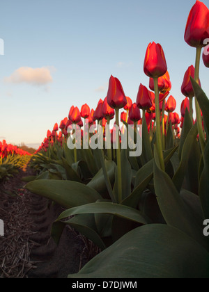 Fila di non ancora completamente aperta con gambo lungo rosso arancio tulipani in un campo della lampadina presi da una prospettiva bassa nella luce della sera. Foto Stock