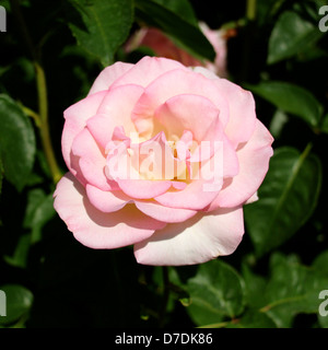 Rosa rosa promessa, ibrido tè, Coiner, piantato nel 2009 al San Jose Municipal Rose Garden a San Jose, California. Foto Stock