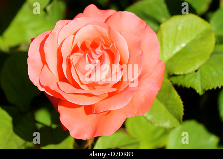 Arte Rose, ibrido Tè, Zary piantato nel 1997 al San Jose Municipal Rose Garden in California. Foto Stock