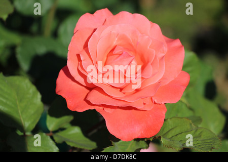 Arte Rose, ibrido Tè, Zary piantato nel 1997 al San Jose Municipal Rose Garden in California. Foto Stock