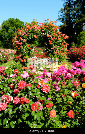 San Jose Municipal Rose Garden a San Jose, California. Foto Stock