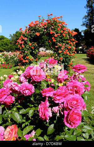 San Jose Municipal Rose Garden a San Jose, California. Foto Stock