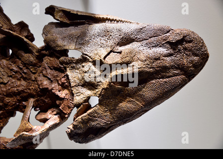 Testa fossile di pesce alettato a lobo Tiktaalik roseae, un legame evolutivo chiave tra pesce e anfibi. Età Devoniana. Foto Stock