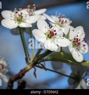 Bradford o Callery Pear blossom (Pyrus calleryana) Foto Stock
