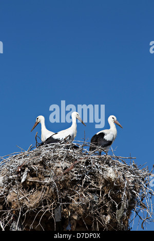 Nido di cicogna Foto Stock