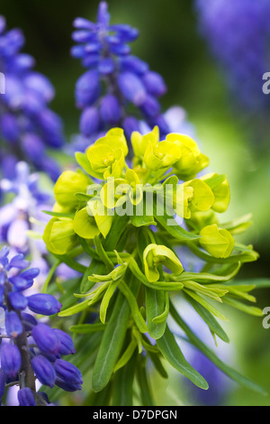 Euphorbia tra muscari fiori. Foto Stock