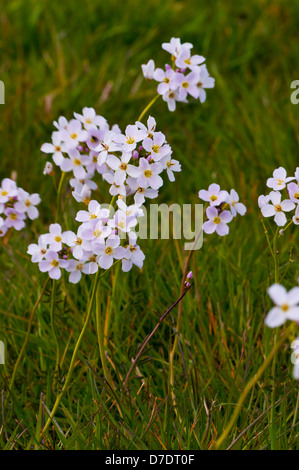 Il cuculo fiore o Lady's Smock cardamine pratensis Foto Stock