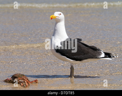 Un grande grande nero-backed Gull custodire un granchio. Foto Stock