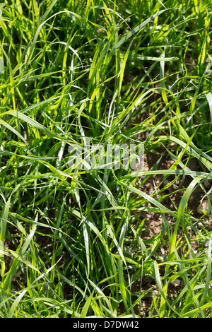 Italiano Foto Rye-Grass Tim Scrivener 07850 303986 tim@agriphoto.com É.riguardanti l'agricoltura nel UKÉ. Foto Stock