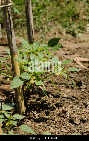 Tomatillo pianta da frutto della fioritura in giardino di verdure Foto Stock