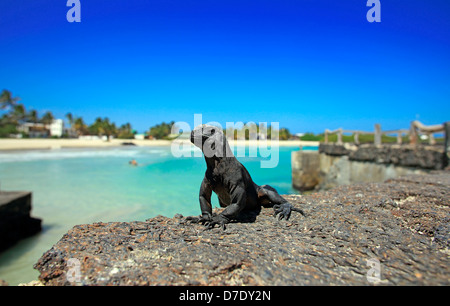 Baby marine iguana sul molo di Puerto Villamil, Isabela Island. Foto Stock