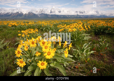 Mulo orecchie fiori, Grand Teton National Park, Wyoming USA Foto Stock