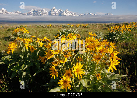 Mulo orecchie fiori, Grand Teton National Park, Wyoming USA Foto Stock