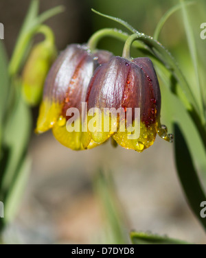 Tulipani selvatici in Montreal Garden-Canada botanico Foto Stock