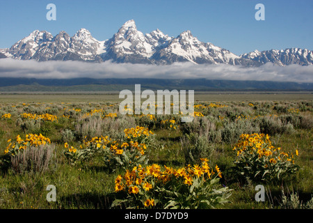 Mulo orecchie fiori, Grand Teton National Park, Wyoming USA Foto Stock