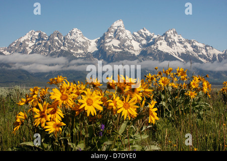 Mulo orecchie fiori, Grand Teton National Park, Wyoming USA Foto Stock