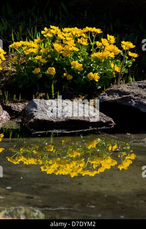 Giallo Ranunculus in Montreal Garden-Canada botanico Foto Stock