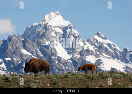 Bisonti americani (Bison bison), il Parco Nazionale del Grand Teton, Wyoming USA Foto Stock