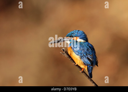 Un comune Kingfisher in Ranthambhore Riserva della Tigre Foto Stock