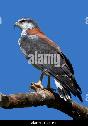 Red Backed Hawk / Variabile Hawk (Buteo polyosoma) Foto Stock