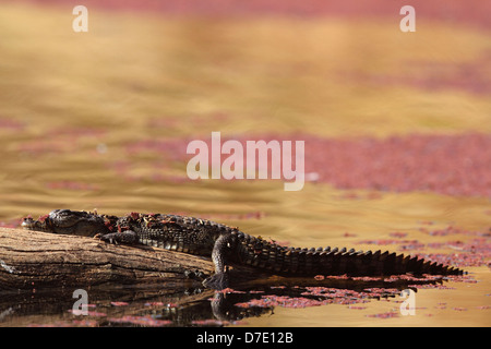 Un giovane coccodrillo su un log Foto Stock