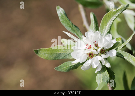 Pyrus salicifolia orientalis. Willow lasciarono pera. Foto Stock