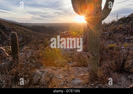 Tanque Verde River Canyon, Tucson, AZ Foto Stock