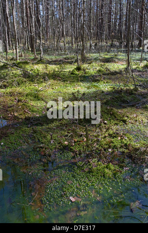 Foresta umida InTolkuse Bog, Contea di Pärnu, Estonia, Europa Foto Stock