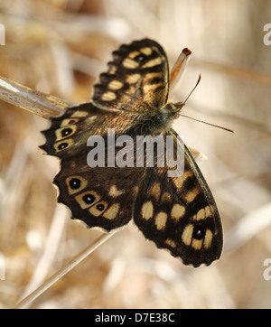 Dettagliata immagine macro di una ben mimetizzata femmina legno maculato butterfly (Pararge aegeria) che pongono in erba Foto Stock