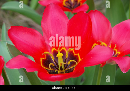 Tulpe rot - rosso tulipano 21 Foto Stock