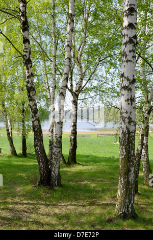 Fresco verde foresta di primavera. Foto Stock