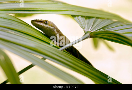 Verde lucertola anole su un Palm frond Foto Stock