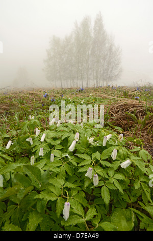 Wild fiori alpini altaica Anemone e di betulle nella nebbia. Altai krai Russia Siberia Foto Stock