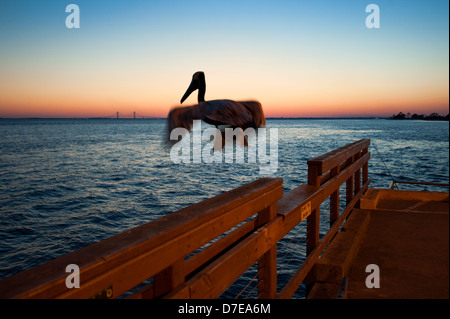 Un Pellicano marrone in volo al tramonto su un molo di pesca, San Simone's Island, GEORGIA, STATI UNITI D'AMERICA Foto Stock