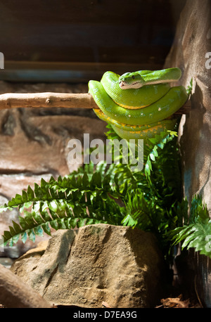 Un captive di Green Tree Python a "sud del confine' Reptile zoo, Carolina del Sud Foto Stock