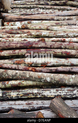 Palo di legno e di registri in pianta in legno Foto Stock