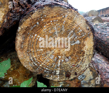 Palo di legno e di registri in pianta in legno Foto Stock