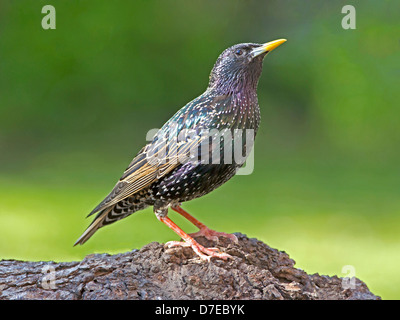 Starling comune appollaiato sul ramo Foto Stock