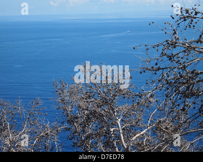 Rami secchi di pino con un sacco di coni Foto Stock